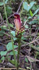 Costus zamoranus