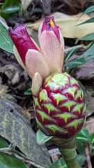 Costus zamoranus