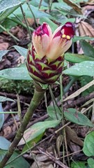 Costus zamoranus