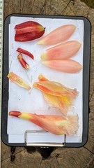 Costus zamoranus