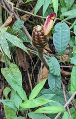 Costus zamoranus