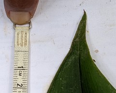 Costus zamoranus