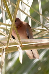 Streptopelia senegalensis