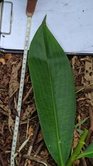 Costus zamoranus
