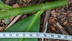 Costus zamoranus