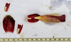 Costus zamoranus