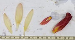Costus zamoranus