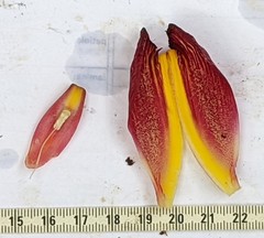 Costus zamoranus