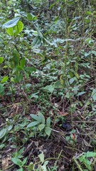Costus zamoranus