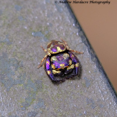 Simaethina