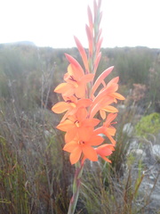 Watsonia schlechteri