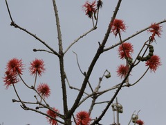 Erythrina abyssinica