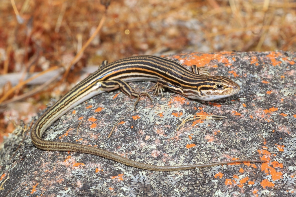 Odd-Striped Ctenotus