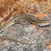 Odd-striped Ctenotus - Photo (c) Danny Melville, some rights reserved (CC BY-NC), uploaded by Danny Melville