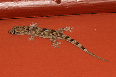 Hemidactylus mercatorius