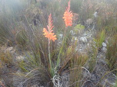 Watsonia schlechteri