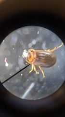 Agraphydrus minutissimus
