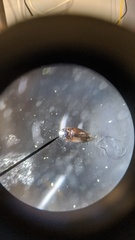 Limnebius