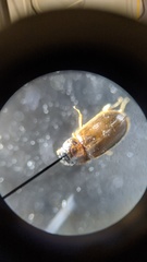 Agraphydrus minutissimus