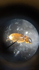 Agraphydrus minutissimus