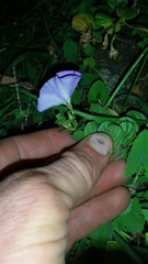 Convolvulus sabatius