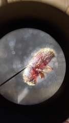 Coccotrypes dactyliperda