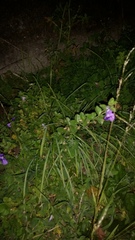 Convolvulus sabatius