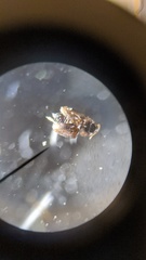 Limnebius