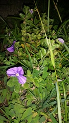 Convolvulus sabatius