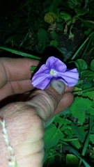 Convolvulus sabatius