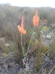 Watsonia schlechteri