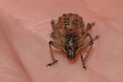 Psapharus infaustus