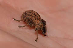 Psapharus infaustus