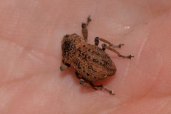 Psapharus infaustus
