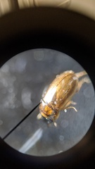 Agraphydrus minutissimus