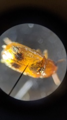 Aetheomorpha seminigra