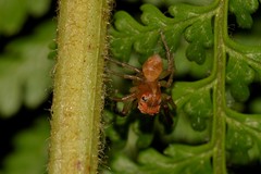 Prostheclina pallida