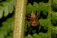 Prostheclina pallida