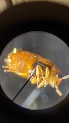 Aetheomorpha seminigra