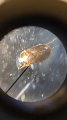 Agraphydrus minutissimus