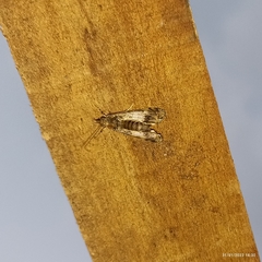 Lepidoptera