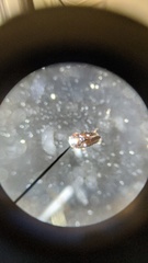 Limnebius