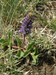 Veronica allionii