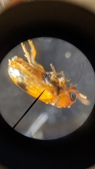 Aetheomorpha seminigra