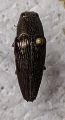 Sphenoptera arabica