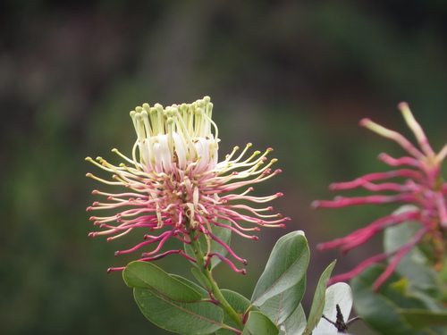 Oreocallis grandiflora, photograph 5