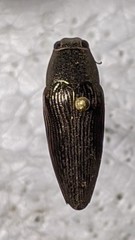 Sphenoptera arabica