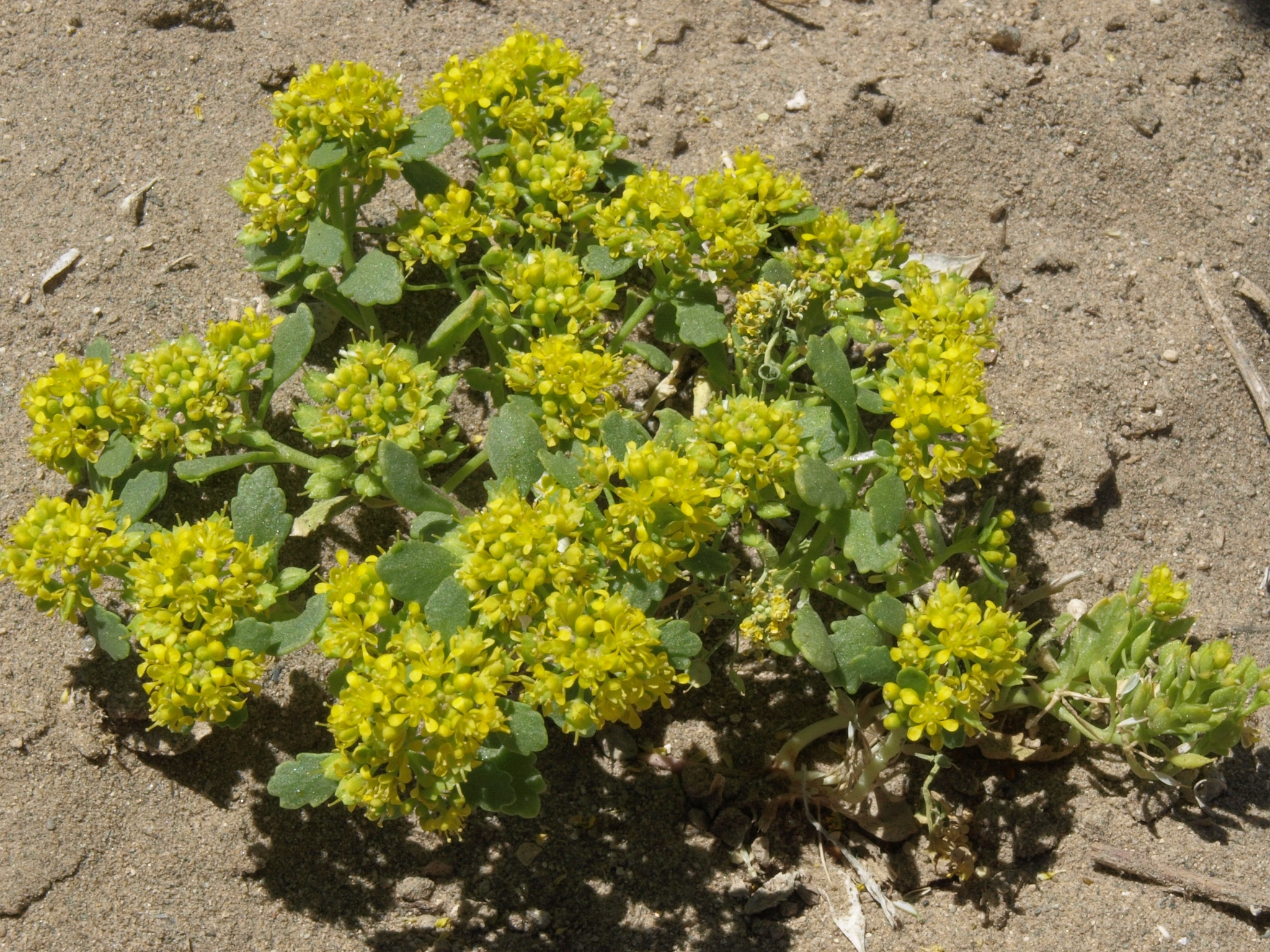 Lepidium flavum