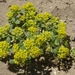 Yellow Peppercress - Photo (c) Jim Morefield, some rights reserved (CC BY)