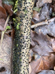 Jackrogersella cohaerens